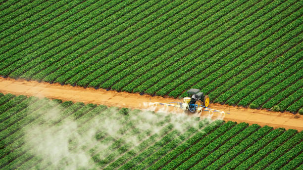 Best Termite Control Services  in Pelzer, SC